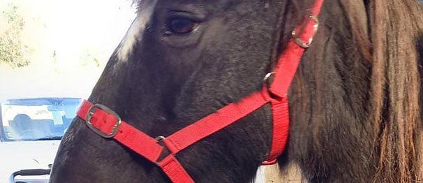 What Does Quality Equine-Assisted Services Look Like?