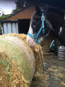 Paddy