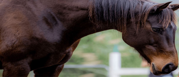What is Equine Assisted Learning?