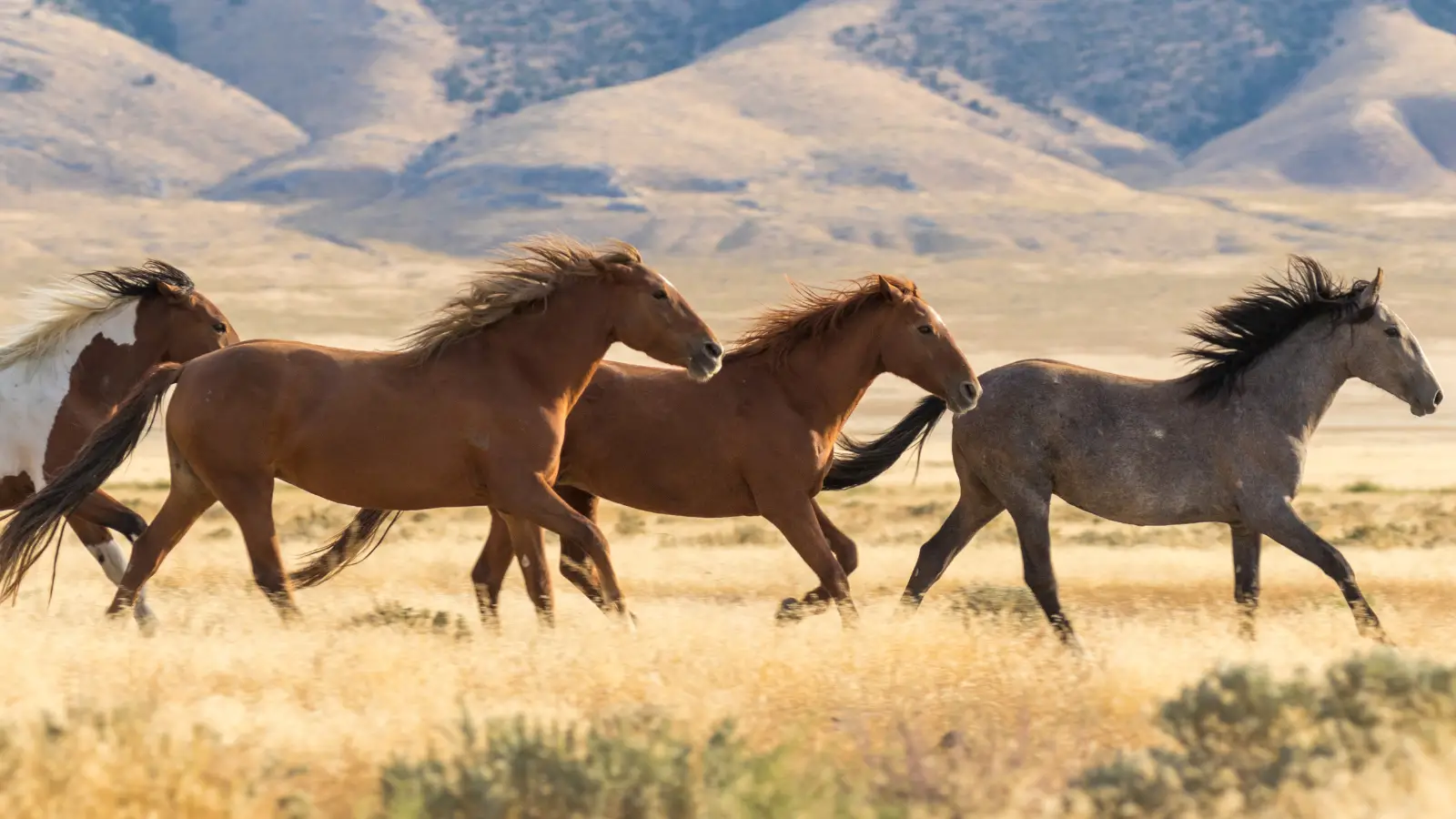 Meet your new coaches – horses